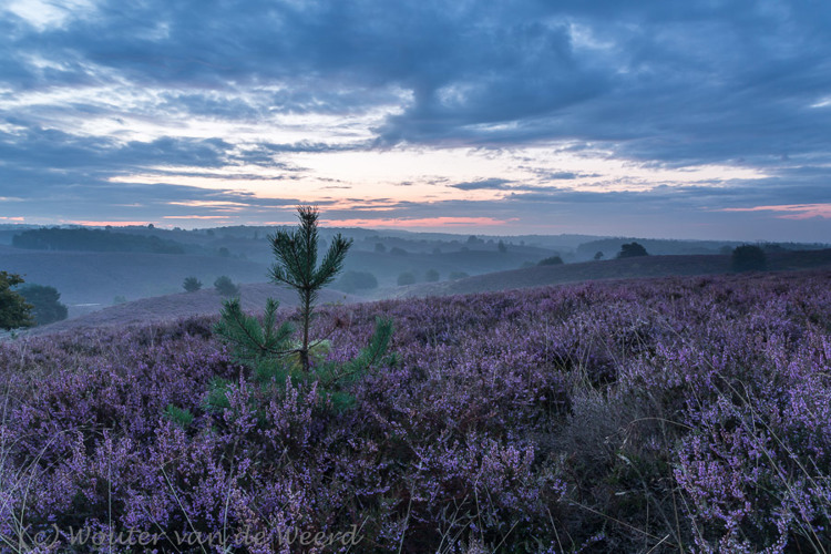 2014-08-23 - Net voor zonsopkomst<br/>Veluwezoom - Posbank - Rheden - Nederland<br/>Canon EOS 5D Mark III - 24 mm - f/11.0, 4 sec, ISO 100