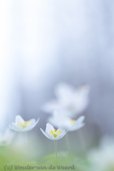 2013-04-08 - Bosanemonen <br/>Landgoed Amelisweerd - Bunnik - Nederland<br/>Canon EOS 7D - 100 mm - f/2.8, 1/1250 sec, ISO 400
