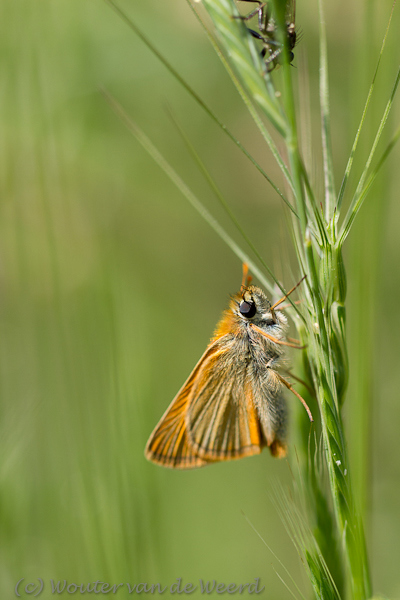2012-05-07 - Turks Geelsprietdikkopje<br/>Lesbos - Griekenland<br/>Canon EOS 7D - 100 mm - f/2.8, 1/800 sec, ISO 200
