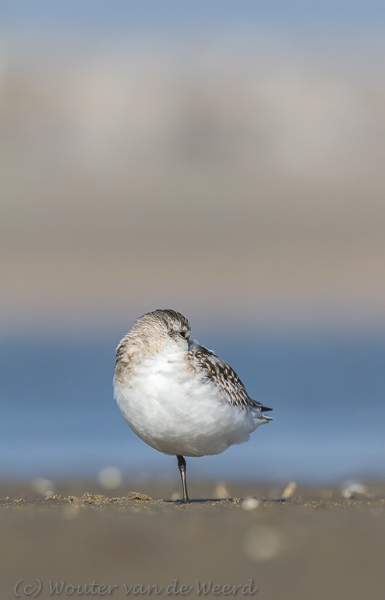 2013-10-07 - Slapende Drieteenstrandloper<br/>Strand bij Pier van IJmuiden - IJmuiden - Nederland<br/>Canon EOS 7D - 420 mm - f/8.0, 1/1000 sec, ISO 200
