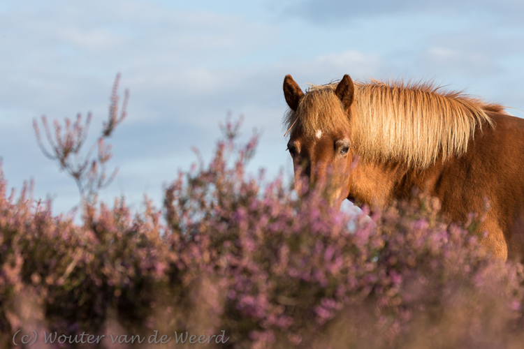 2014-08-23 - Paard op de heide<br/>Veluwezoom - Posbank - Rheden - Nederland<br/>Canon EOS 5D Mark III - 200 mm - f/8.0, 1/400 sec, ISO 200