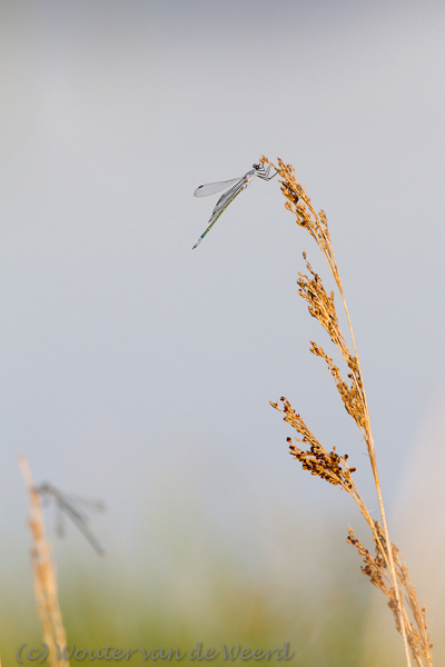 2012-05-03 - Juffers op een rietstengel <br/>Lesbos - Griekenland<br/>Canon EOS 7D - 400 mm - f/8.0, 1/800 sec, ISO 400