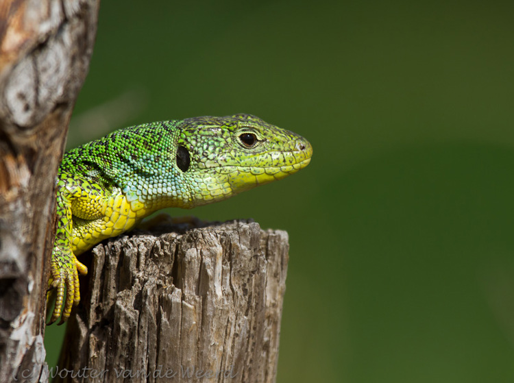 2012-05-02 - Oostelijke Smaragdhagedis<br/>Skamnioudi ILesbos) - Griekenland<br/>Canon EOS 7D - 400 mm - f/7.1, 1/1000 sec, ISO 200