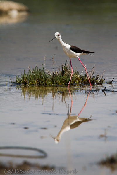 2012-05-02 - Steltkluut<br/>Skamnioudi (Lesbos) - Griekenland<br/>Canon EOS 7D - 330 mm - f/6.3, 1/1600 sec, ISO 200