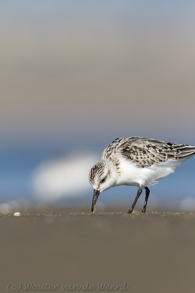 2013-10-07 - De prachtige veren van de Drieteenstrandloper<br/>Strand bij Pier van IJmuiden - IJmuiden - Nederland<br/>Canon EOS 7D - 420 mm - f/5.6, 1/1600 sec, ISO 200