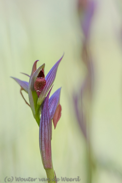 2019-04-23 - Tongorchis<br/>Vila do Bispo - Portugal<br/>Canon EOS 7D Mark II - 100 mm - f/3.5, 1/1250 sec, ISO 200