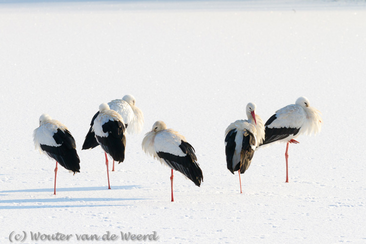 2013-01-16 - Vijf ooievaars op een rijtje, in de sneeuw<br/>Natuurpark Lelystad - Lelystad - Nederland<br/>Canon EOS 7D - 300 mm - f/8.0, 1/500 sec, ISO 250