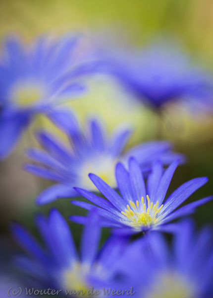 2015-04-10 - Blauwe anemonen <br/>Zeist - Nederland<br/>Canon EOS 5D Mark III - 100 mm - f/2.8, 1/500 sec, ISO 200