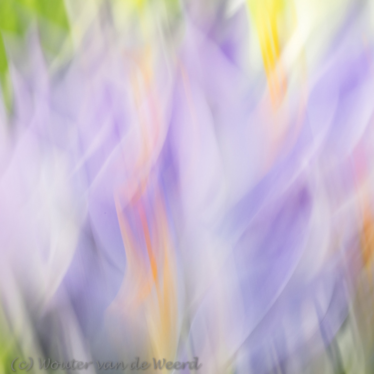 2019-02-15 - Schilderen met krokuskleuren<br/>Landgoed Niënhof - Bunnik - Nederland<br/>Canon EOS 7D Mark II - 100 mm - f/29.0, 0.25 sec, ISO 200
