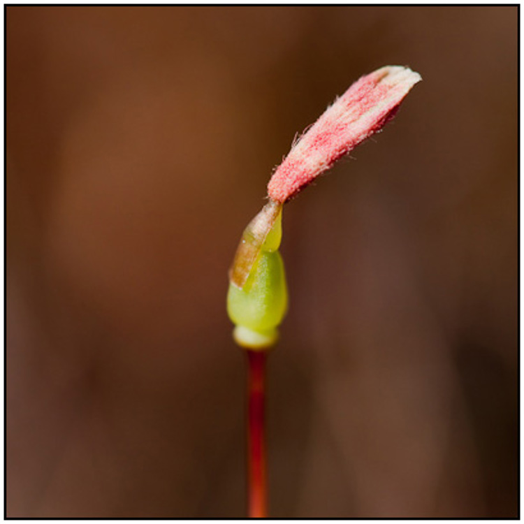 2010-04-02 - Ruig haarmos<br/>NP De Hoge Veluwe - Otterlo - Nederland<br/>Canon EOS 50D - 100 mm - f/2.8, 1/1000 sec, ISO 200