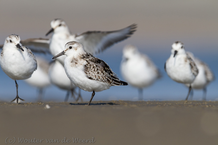 2013-10-07 - Drieteenstrandlopers op een rijtje<br/>Strand bij Pier van IJmuiden - IJmuiden - Nederland<br/>Canon EOS 7D - 420 mm - f/5.6, 1/1600 sec, ISO 200