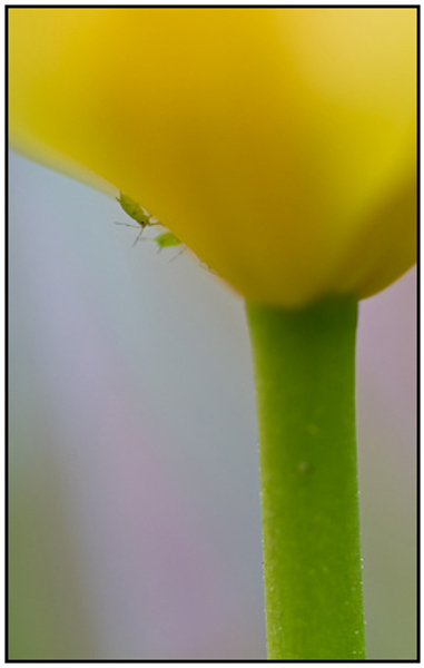 2011-04-30 - Tulp met luizen<br/>Thuis - Zeist - Nederland<br/>Canon EOS 7D - 100 mm - f/3.2, 1/60 sec, ISO 200