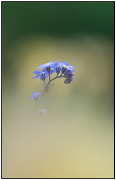 2011-04-30 - Vergeet-me-niet (Myosotis) met vliegje<br/>Thuis - Zeist - Nederland<br/>Canon EOS 7D - 100 mm - f/2.8, 1/500 sec, ISO 200