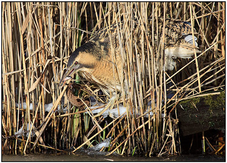001-01-01 - Roerdomp tussen het riet met vis<br/>Kockengen - Nederland<br/> -  - , , ISO