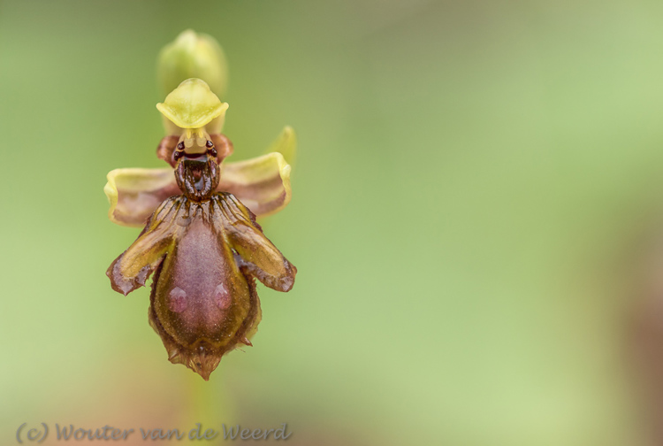 2019-04-24 - Spiegelorchis<br/>Querença - Portugal<br/>Canon EOS 7D Mark II - 100 mm - f/2.8, 1/640 sec, ISO 400