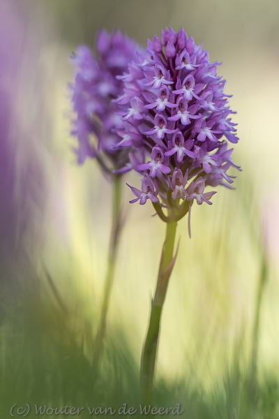 2019-04-27 - Hondskruid<br/>Palmela - Portugal<br/>Canon EOS 7D Mark II - 100 mm - f/3.5, 1/640 sec, ISO 200