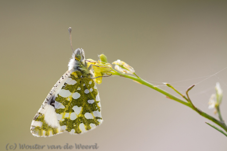 2012-04-29 - Oranjetipje<br/>Lesbos - Griekenland<br/>Canon EOS 7D - 100 mm - f/2.8, 1/800 sec, ISO 200