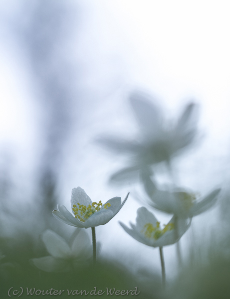 2013-04-08 - Bosanemonen tegen de licht lucht<br/>Landgoed Amelisweerd - Bunnik - Nederland<br/>Canon EOS 7D - 100 mm - f/4.0, 1/800 sec, ISO 200