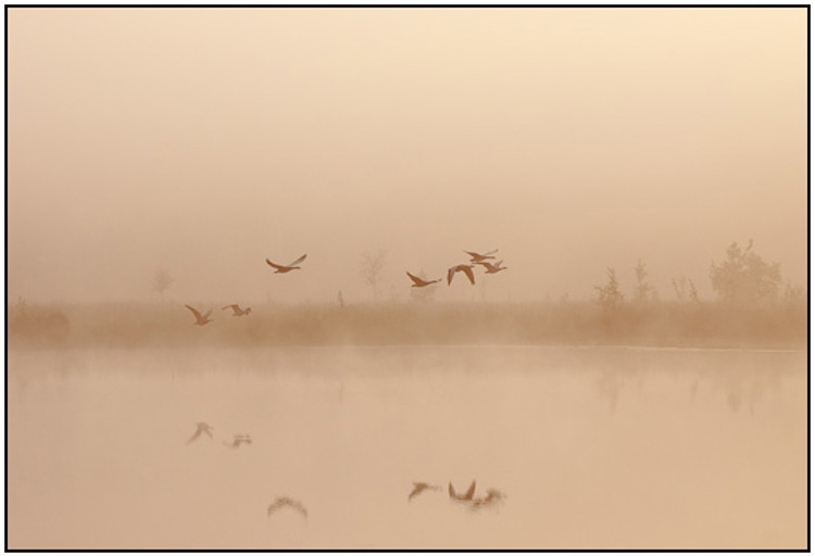 2009-09-26 - Ganzen in de ochtendmist<br/>Leersumse Veld - Leersum - Nederland<br/>Canon EOS 50D - 105 mm - f/8.0, 1/400 sec, ISO 200
