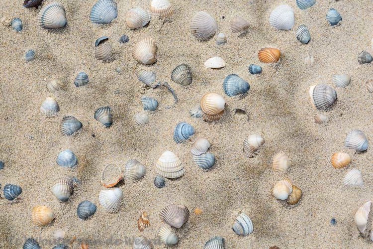 2018-08-09 - Schelpen op het zand<br/>Strand - Vlieland - Nederland<br/>Canon EOS 5D Mark III - 70 mm - f/11.0, 0.01 sec, ISO 200