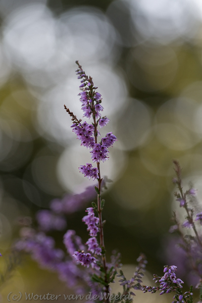 2014-08-23 - Bloeiende hei met bokeh lichtvlekken<br/>Veluwezoom - Posbank - Rheden - Nederland<br/>Canon EOS 5D Mark III - 100 mm - f/4.0, 1/250 sec, ISO 200