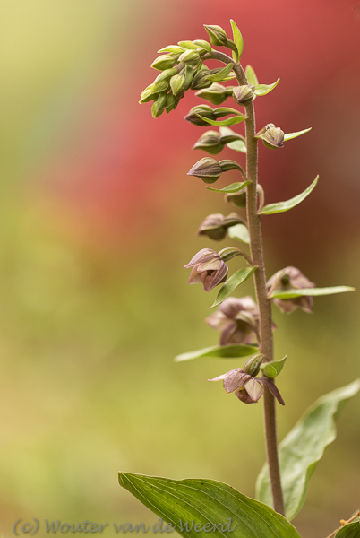 2019-04-24 - Groene nachtorchis<br/>Querença - Portugal<br/>Canon EOS 7D Mark II - 100 mm - f/2.8, 1/400 sec, ISO 400