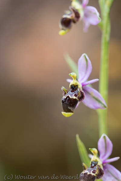 2019-04-24 - Bijenorchis<br/>Querença - Portugal<br/>Canon EOS 7D Mark II - 100 mm - f/2.8, 1/500 sec, ISO 400