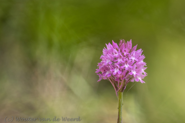 2019-04-23 - Hondskruid in het groen<br/><br/>Canon EOS 7D Mark II - 100 mm - f/4.5, 1/800 sec, ISO 200