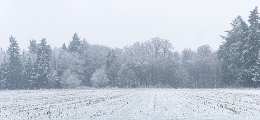 2023-01-20 - Bosrand, grijzig van de vallende sneeuw<br/>Kaapse Bossen - Doorn - Nederland<br/>Canon EOS R5 - 105 mm - f/5.6, 1/500 sec, ISO 3200