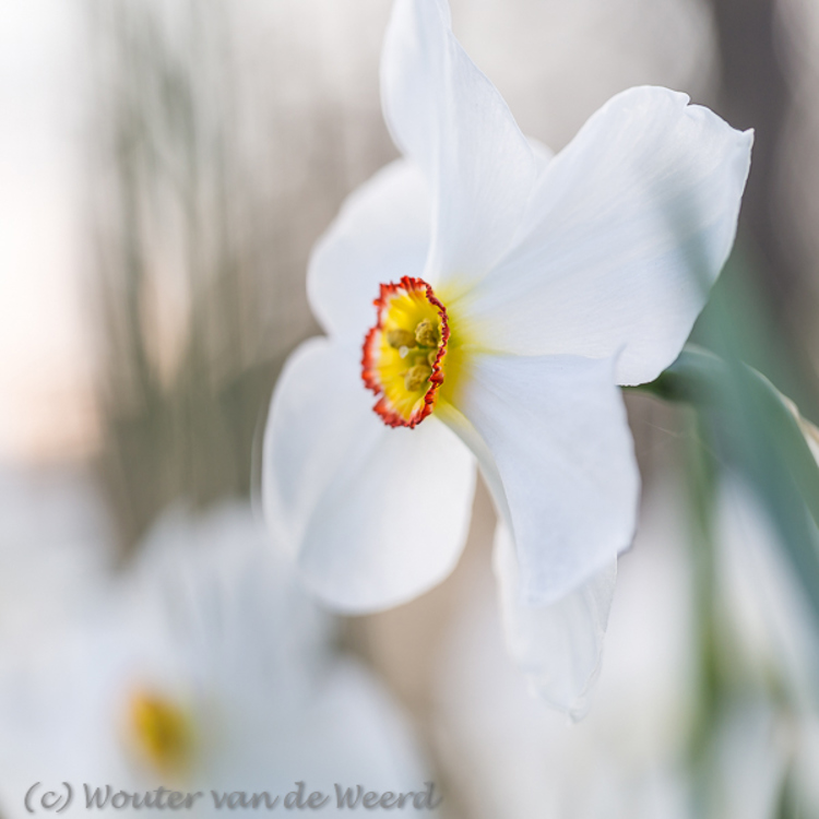 2016-04-14 - Dichtersnacis in zacht licht<br/>Landgoed Amelisweerd - Bunnik-Utrecht - Nederland<br/>Canon EOS 5D Mark III - 100 mm - f/4.0, 1/125 sec, ISO 200