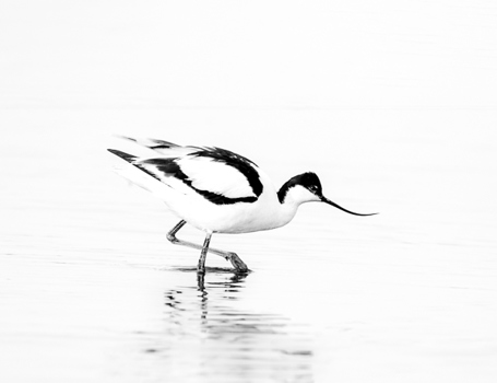 Texel Texel