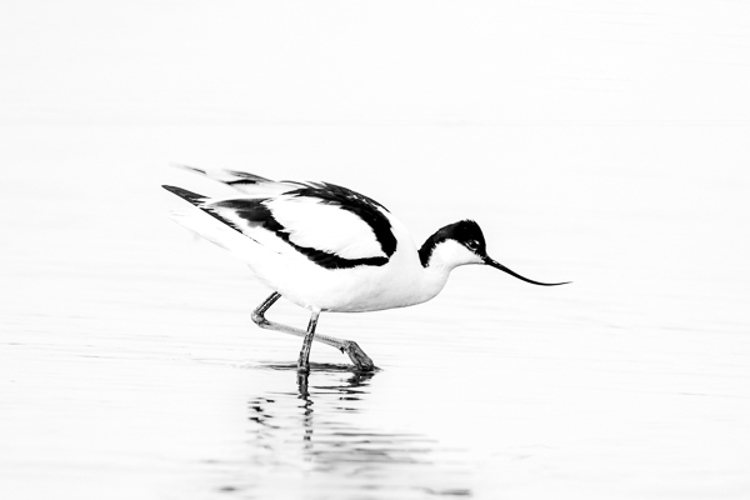 Texel Texel