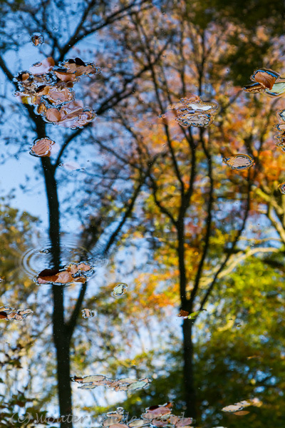 2012-10-27 - Herfstkleuren weerspiegelend in het water<br/>Landgoed Rhijnauwen - Bunnik - Nederland<br/>Canon EOS 7D - 82 mm - f/8.0, 0.04 sec, ISO 800