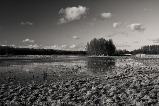 2011-12-12 - Nat gebied in het Horsterwold, in zwart-wit<br/>Horsterwold - Zeewolde - Nederland<br/>Canon EOS 7D - 24 mm - f/11.0, 1/60 sec, ISO 200