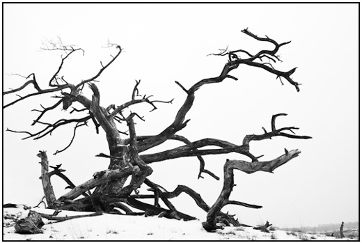 2010-02-15 - Vormen van een kale boom<br/>NP De Hoge Veluwe - Otterlo - Nederland<br/>Canon EOS 50D - 24 mm - f/8.0, 1/60 sec, ISO 400