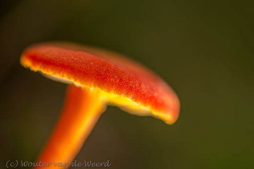 2017-09-22 - Oranje paddenstoel in de spotlight<br/>Zeist - Nederland<br/>Canon EOS 5D Mark III - 100 mm - f/3.2, 1/500 sec, ISO 800