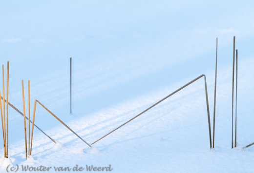 2013-01-16 - Grafisch sneeuwplaatje<br/>Natuurpark Lelystad - Lelystad - Nederland<br/>Canon EOS 7D - 420 mm - f/5.0, 1/800 sec, ISO 400
