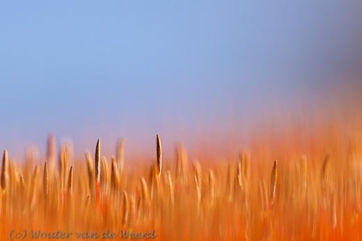 2013-03-04 - Ruig haarmos - contrastrijk rood en blauw <br/>Loonse en Drunense duinen - Loon op Zand - Nederland<br/>Canon EOS 7D - 100 mm - f/2.8, 1/1600 sec, ISO 200