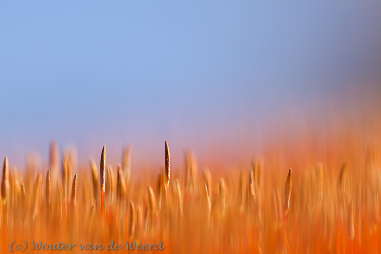 2013-03-04 - Ruig haarmos - contrastrijk rood en blauw <br/>Loonse en Drunense duinen - Loon op Zand - Nederland<br/>Canon EOS 7D - 100 mm - f/2.8, 1/1600 sec, ISO 200