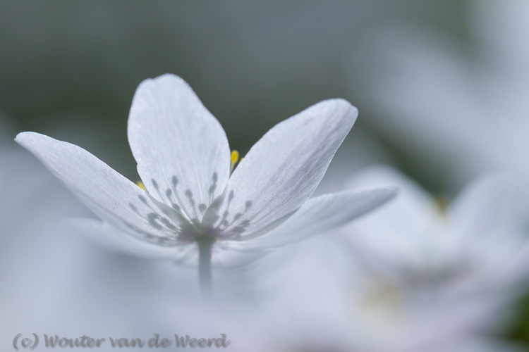 2012-03-22 - Fris wit beeld van een bosanemoon <br/>Landgoed Amelisweerd - Bunnik-Utrecht - Nederland<br/>Canon EOS 7D - 100 mm - f/4.5, 1/1600 sec, ISO 200