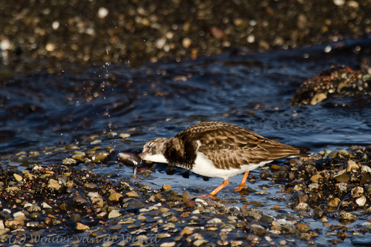 2011-12-30 - Steenloper met schelpdiertje<br/>Zuidpier en strand - IJmuiden - Nederland<br/>Canon EOS 7D - 400 mm - f/5.6, 1/1250 sec, ISO 400