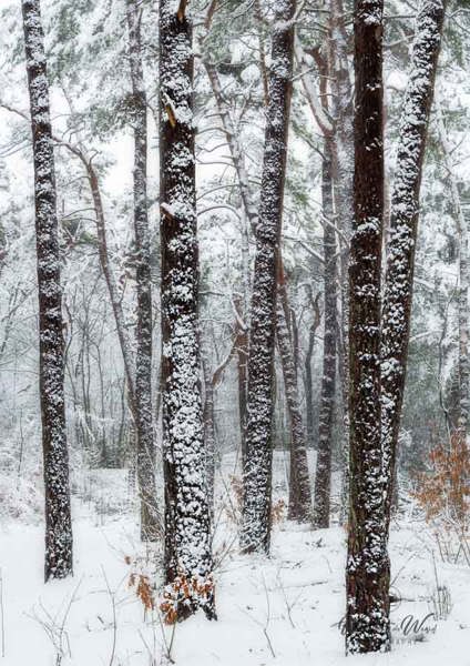 2026-01-03 - Streepjescode<br/>Zeisterbos - Zeist - Nederland<br/>Canon EOS R6m2 - 79 mm - f/8.0, 1/60 sec, ISO 800
