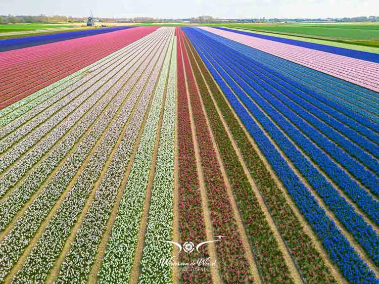 2023-04-18 - Kleurige bloembollen, met molen, genomen met drone<br/>Noord-Holland - Nederland<br/>FC3582 - 6.7 mm - f/1.7, 1/1600 sec, ISO 150