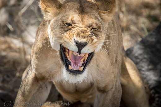 2015-10-21 - Mama heeft geen zin<br/>Serengeti - Tanzania<br/>Canon EOS 7D Mark II - 420 mm - f/5.6, 1/1000 sec, ISO 1250
