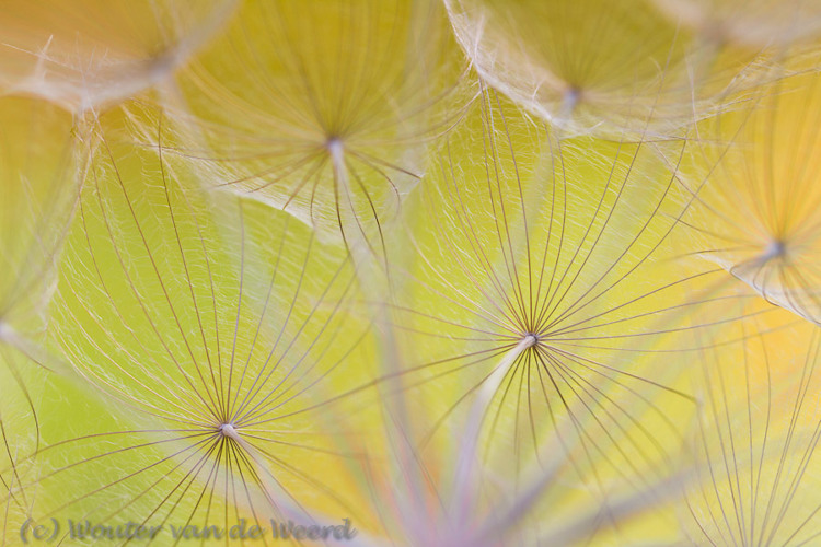 2012-05-07 - Morgenster-pluis<br/>Charamida (Lesbos) - Griekenland<br/>Canon EOS 7D - 100 mm - f/4.0, 1/320 sec, ISO 200