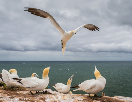 Helgoland