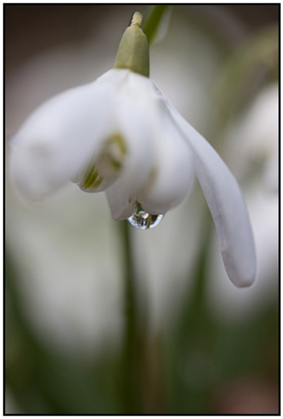 2010-03-08 - Sneeuwklokje met waterdruppel<br/>Landgoed Oostbroek - De Bilt - Nederland<br/>Canon EOS 50D - 60 mm - f/2.8, 1/200 sec, ISO 200
