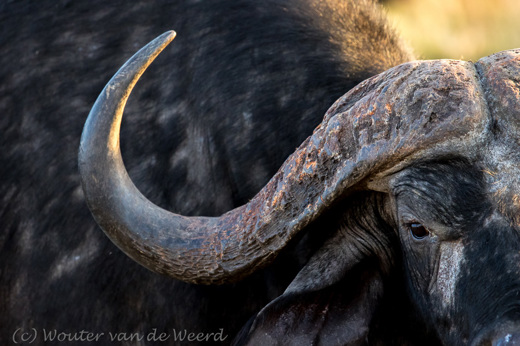 2015-10-21 - Intiem portret van een buffel<br/>Serengeti - Tanzania<br/>Canon EOS 7D Mark II - 420 mm - f/4.0, 1/500 sec, ISO 1600
