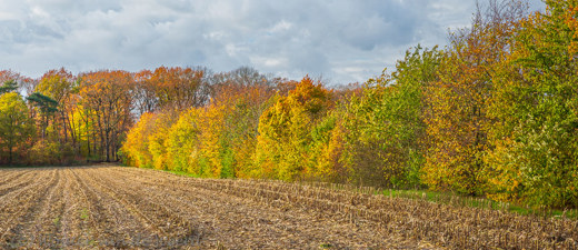 2019-11-09 - Bosrand langs akkertje in herfstkleur<br/>Renkum - Nederland<br/>Canon EOS 5D Mark III - 70 mm - f/11.0, 1/30 sec, ISO 200