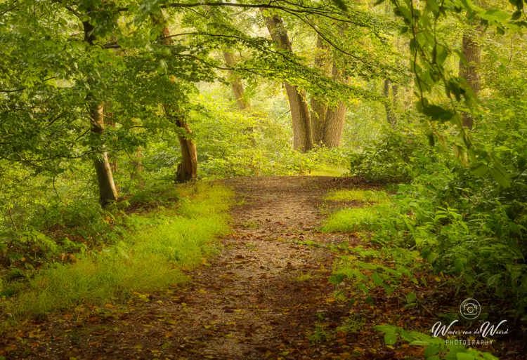 2024-09-07 - Pad naar de 3 bomen<br/>Nederland<br/>Canon EOS R5 - 61 mm - f/8.0, 1.3 sec, ISO 100